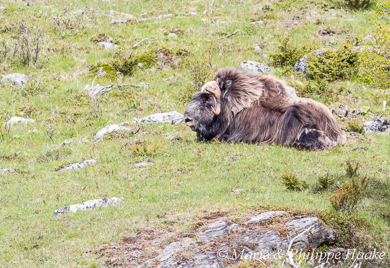 Boeuf musque 9814.jpg - Boeuf musqué (Dovrefjell, Norvège, juin 2012)